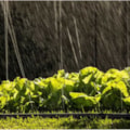 MANGUEIRA DE IRRIGAÇÃO SANTENO II 100M MICROJATO 15CM LATERAL-3cec2138-8d45-4b7f-969f-32db57ba24fc